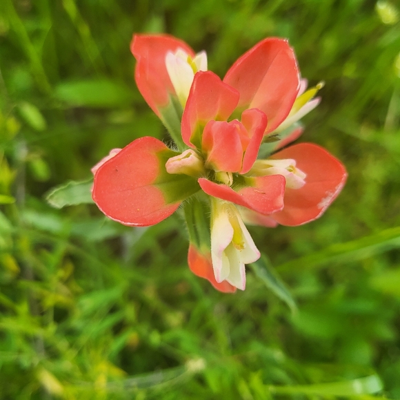 Meet your Posher, Divina - Picture 3 of 3